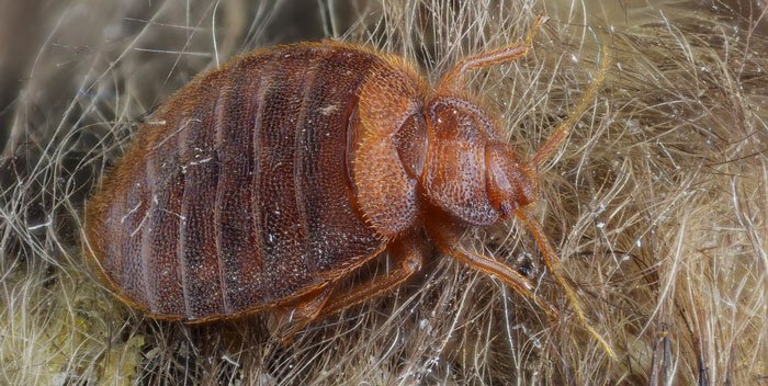Do bedbugs transmit diseases?